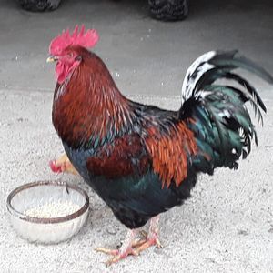 Meet your Posher, Berty